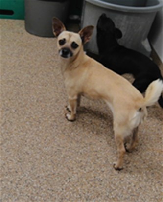 Coco