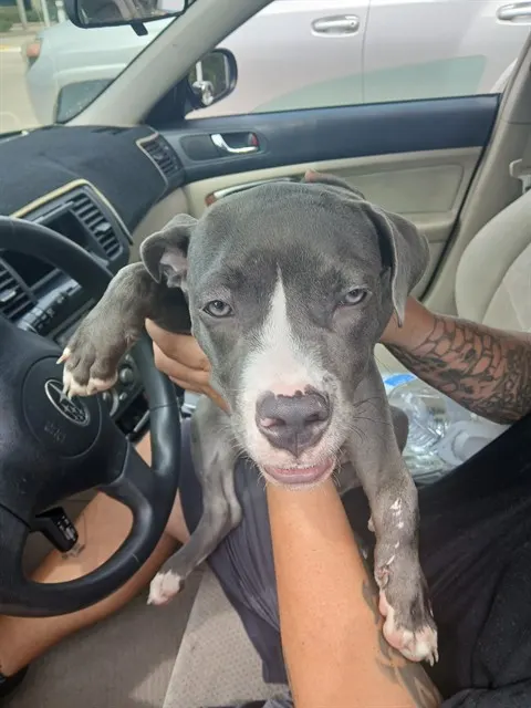Adoptable Dog