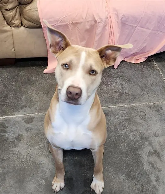 Belle