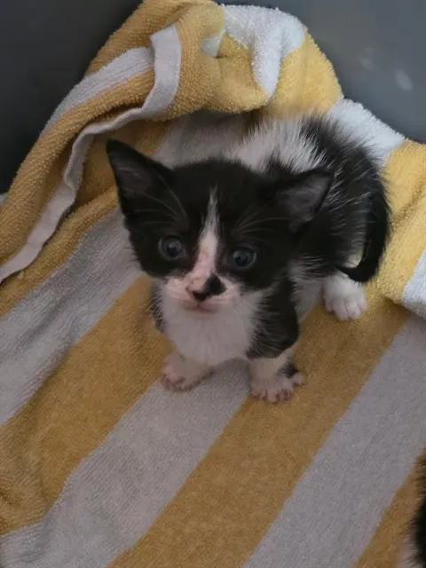 Biscotti