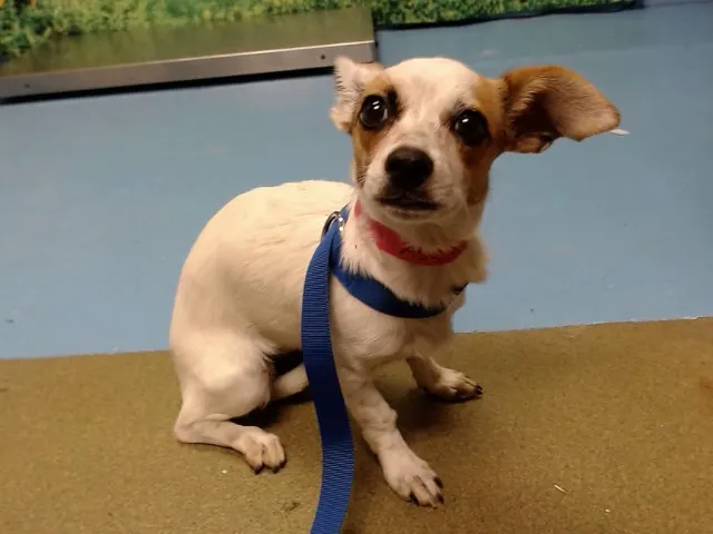 Adoptable Dog