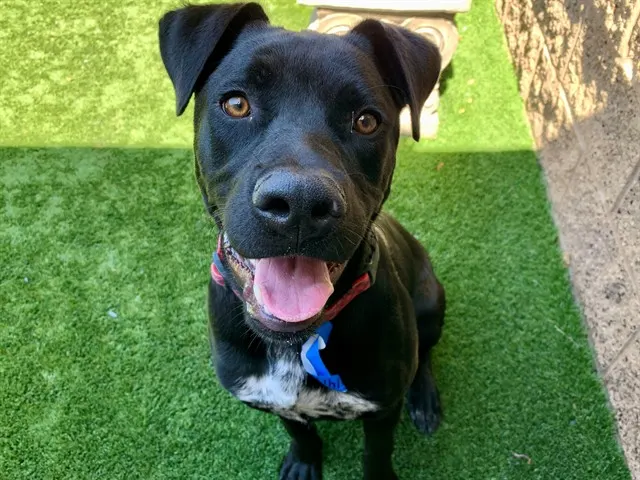 Axel