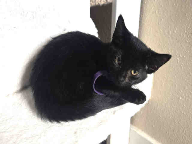 Tabitha-In Foster