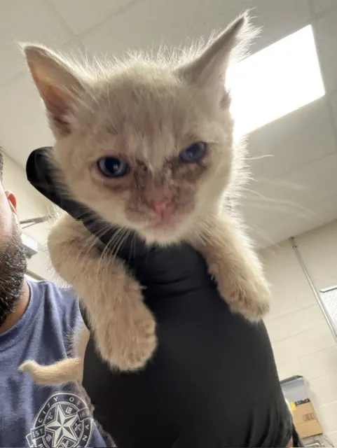 Adoptable Cat