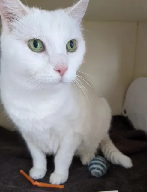 Casper