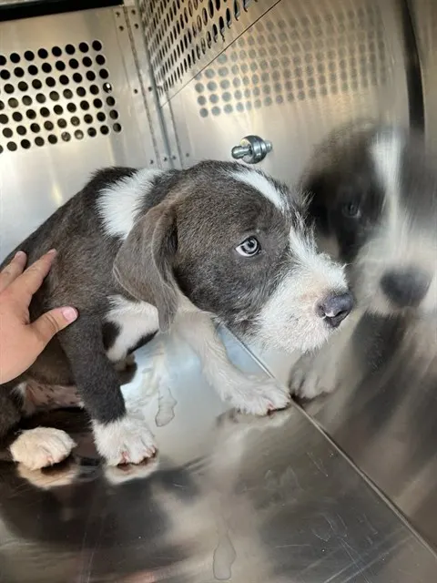 Adoptable Dog