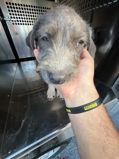 Adoptable Dog