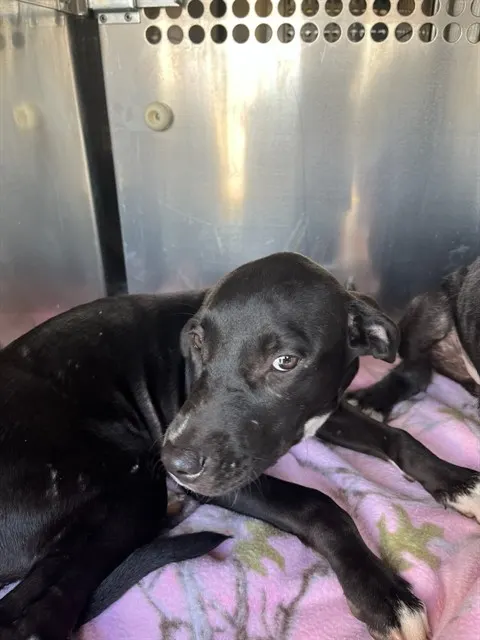 Adoptable Dog