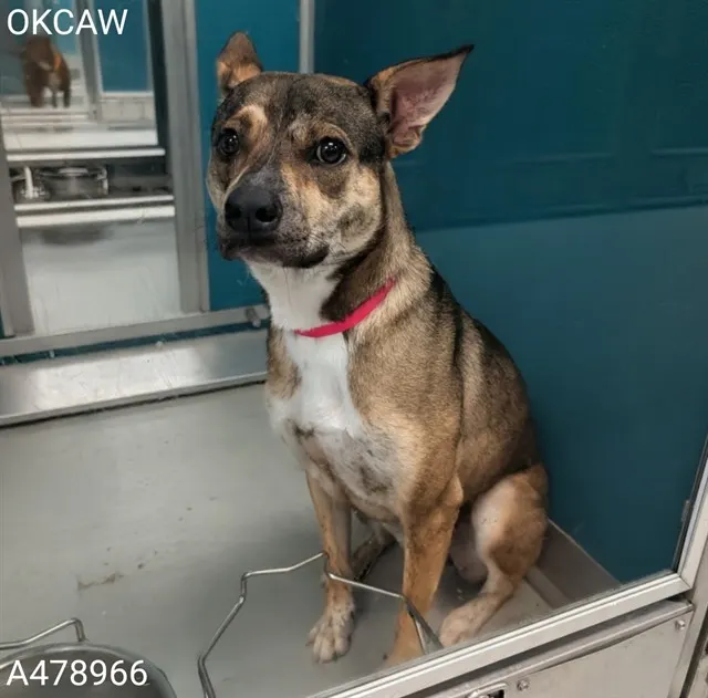 Adoptable Dog