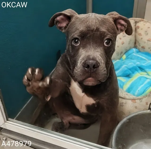 Adoptable Dog