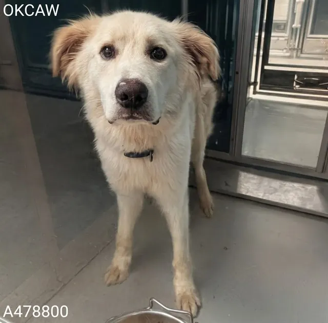 Adoptable Dog