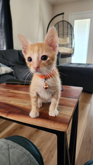 Sweet Potato