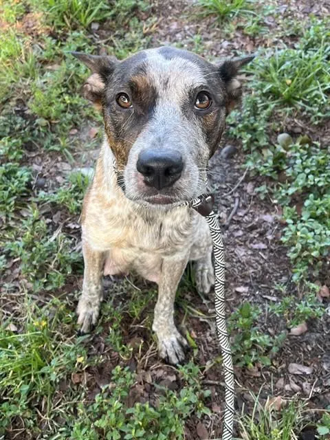 Nova