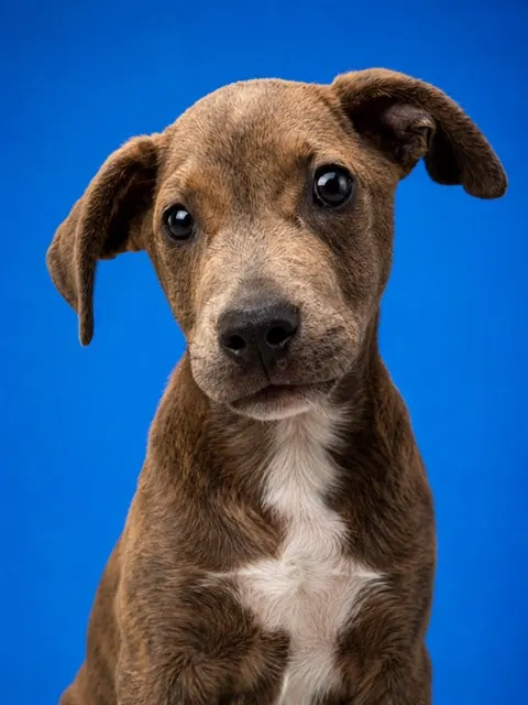 Rigby