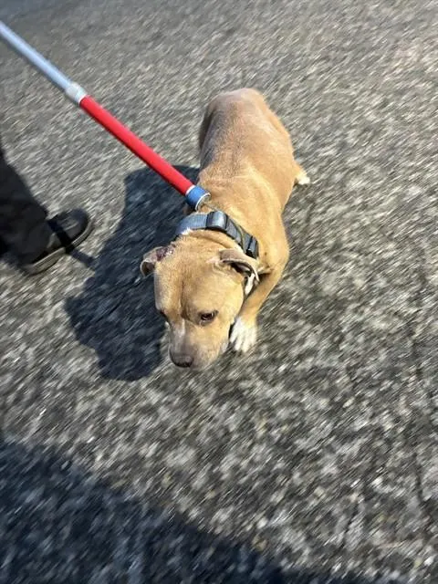 Kimbo