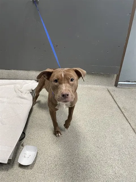 Nova