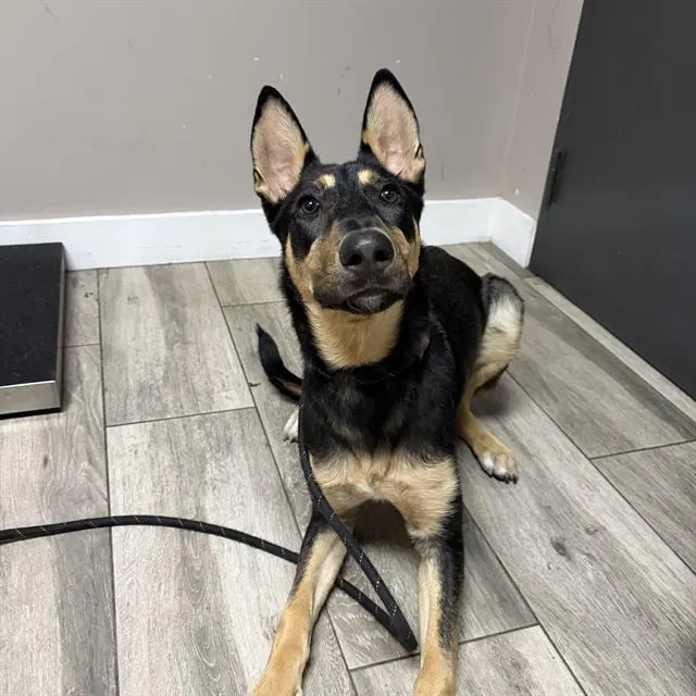 Blitzen