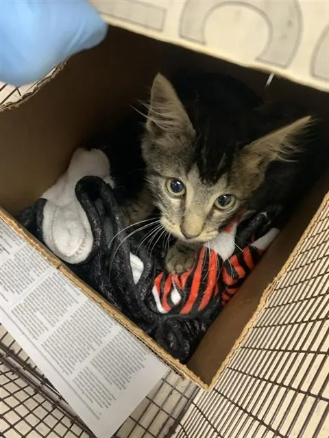 Adoptable Cat