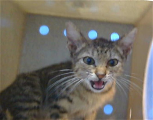 Adoptable Cat