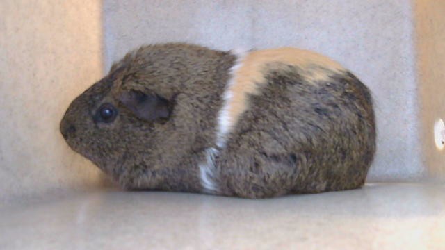 Snickers