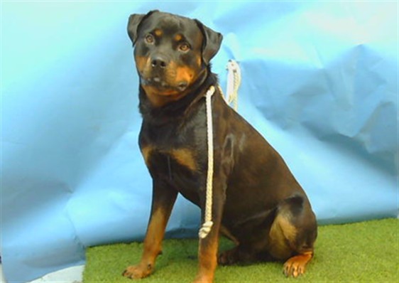 Adoptable Dog