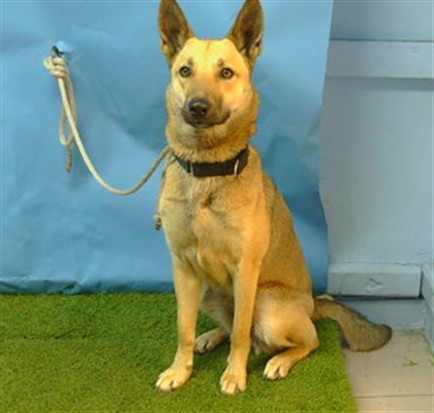 Adoptable Dog