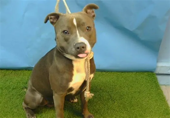 Adoptable Dog