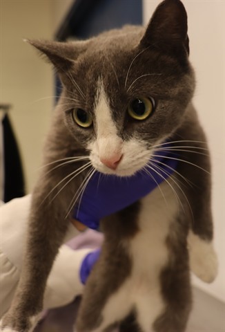 Adoptable Cat
