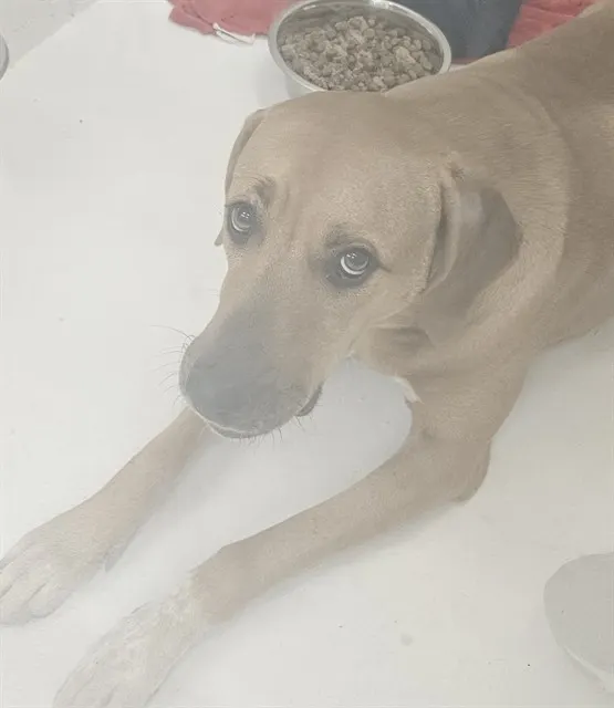 Tonka