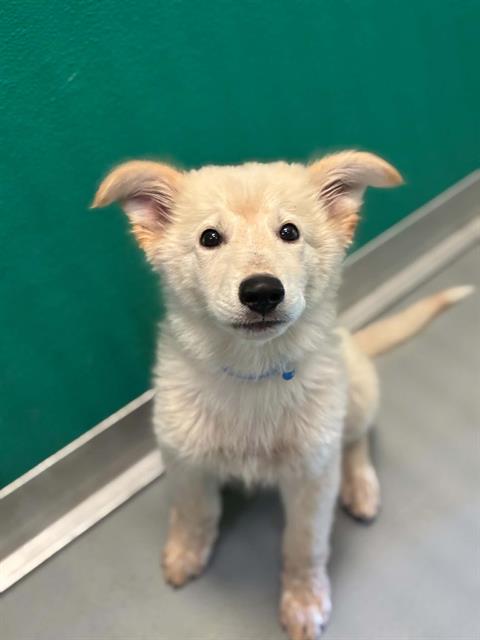 Adoptable Dog