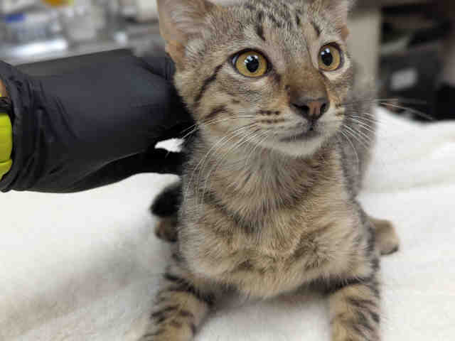 Kitten 1/3