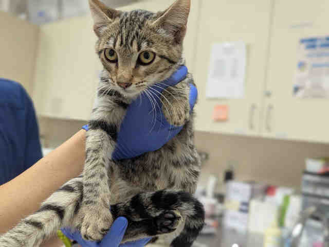 Kitten 2/3