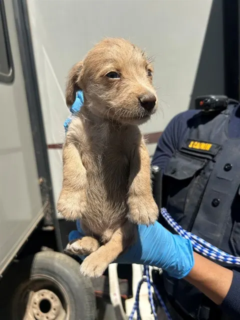 Adoptable Dog