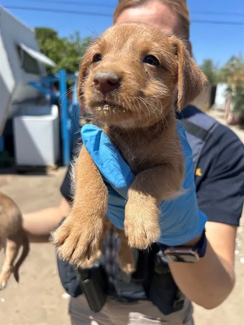 Adoptable Dog