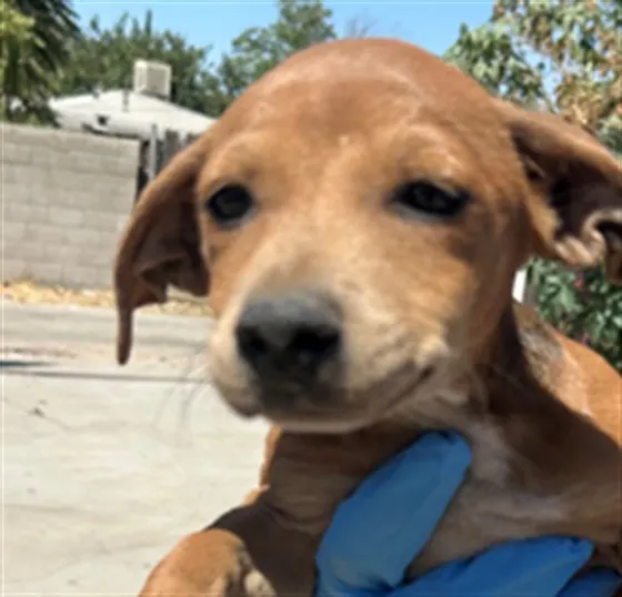 Adoptable Dog