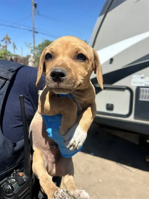 Adoptable Dog