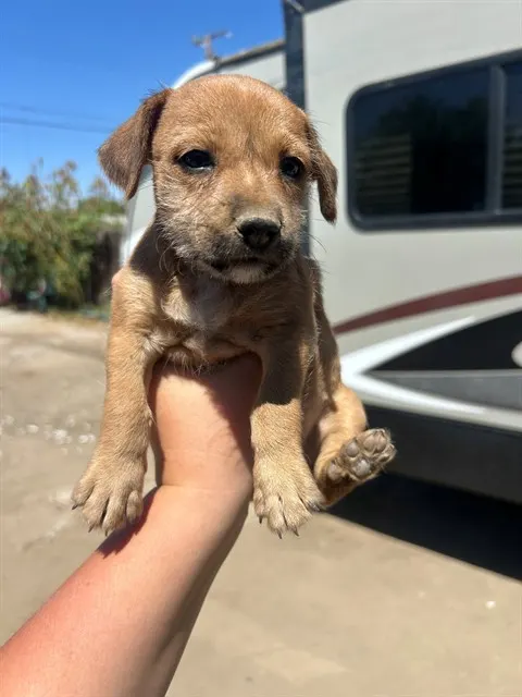 Adoptable Dog