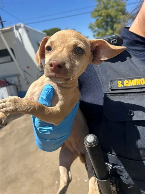 Adoptable Dog