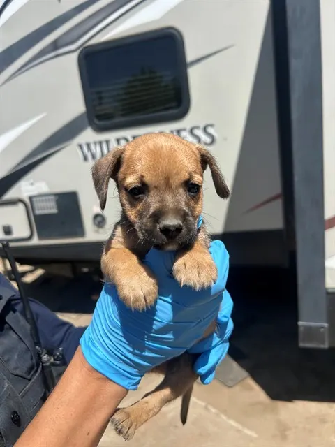 Adoptable Dog
