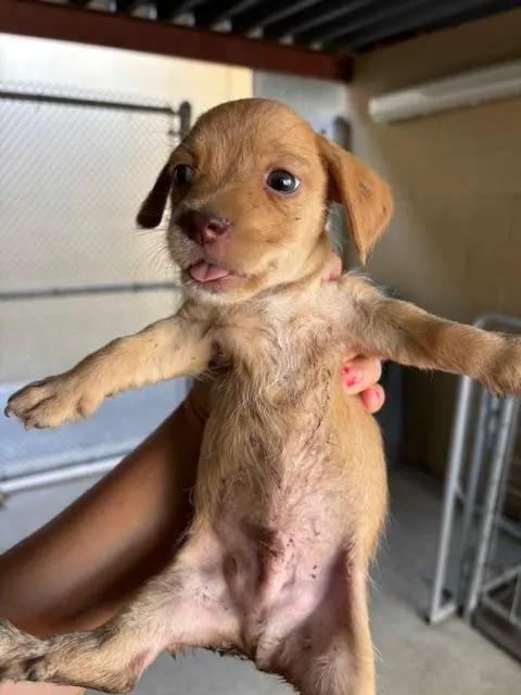 Adoptable Dog