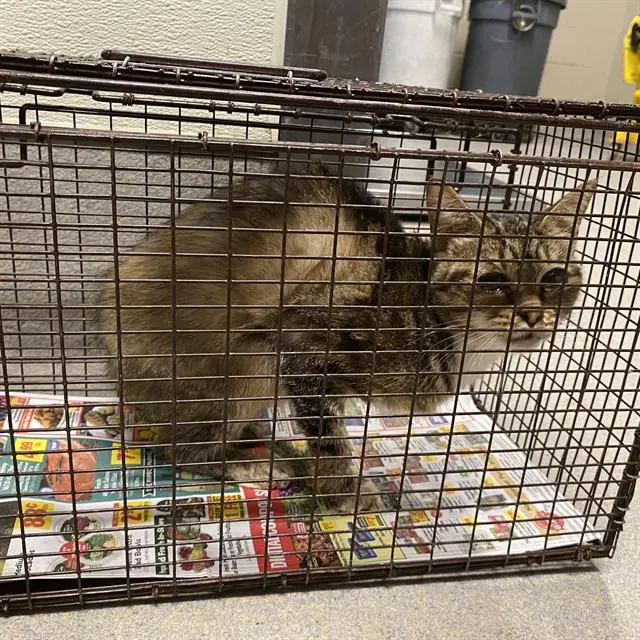 Adoptable Cat