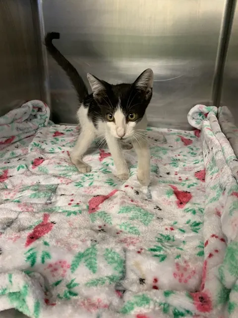 Adoptable Cat