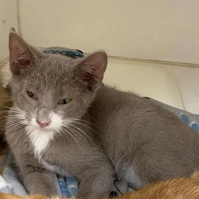 Adoptable Cat