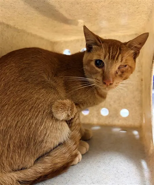 Adoptable Cat