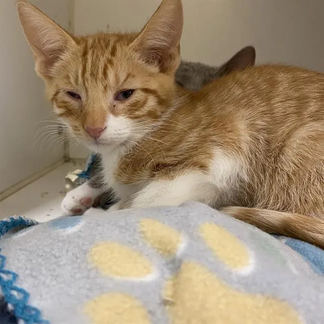 Adoptable Cat