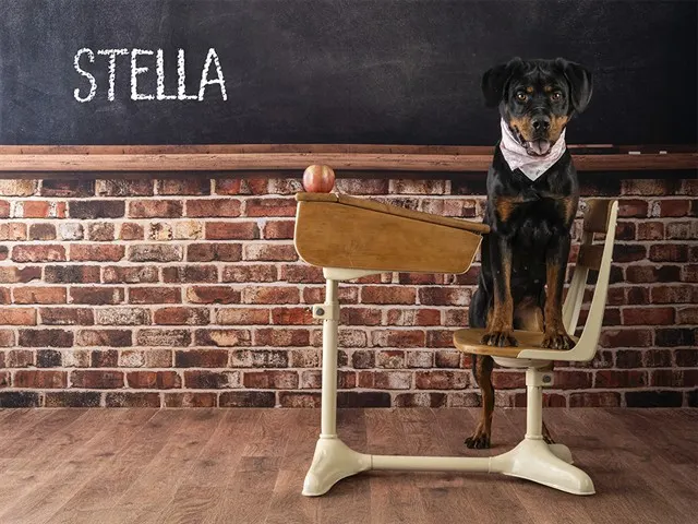Stella Sue