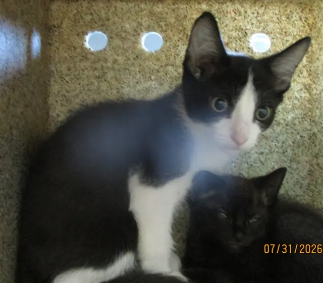 Adoptable Cat