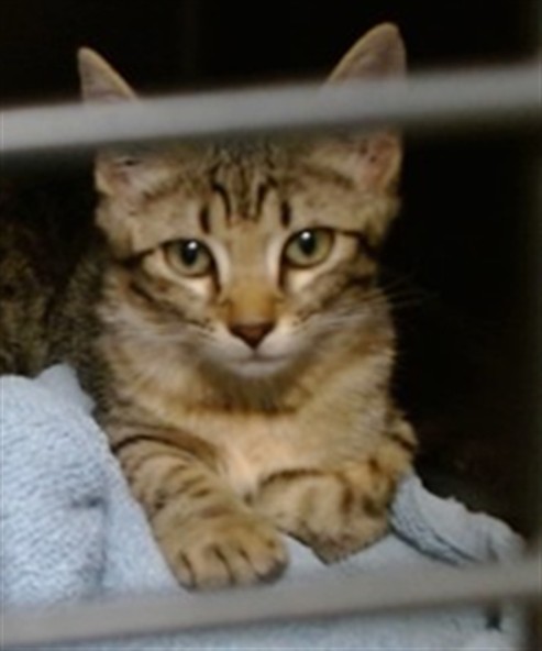 Adoptable Cat
