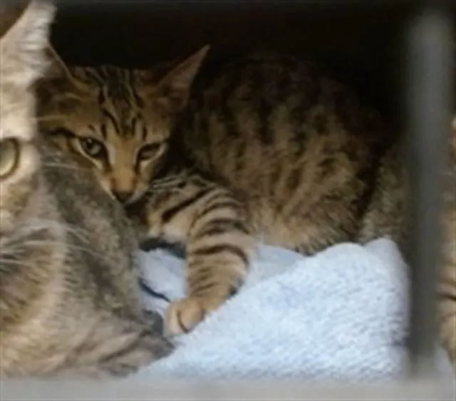 Adoptable Cat