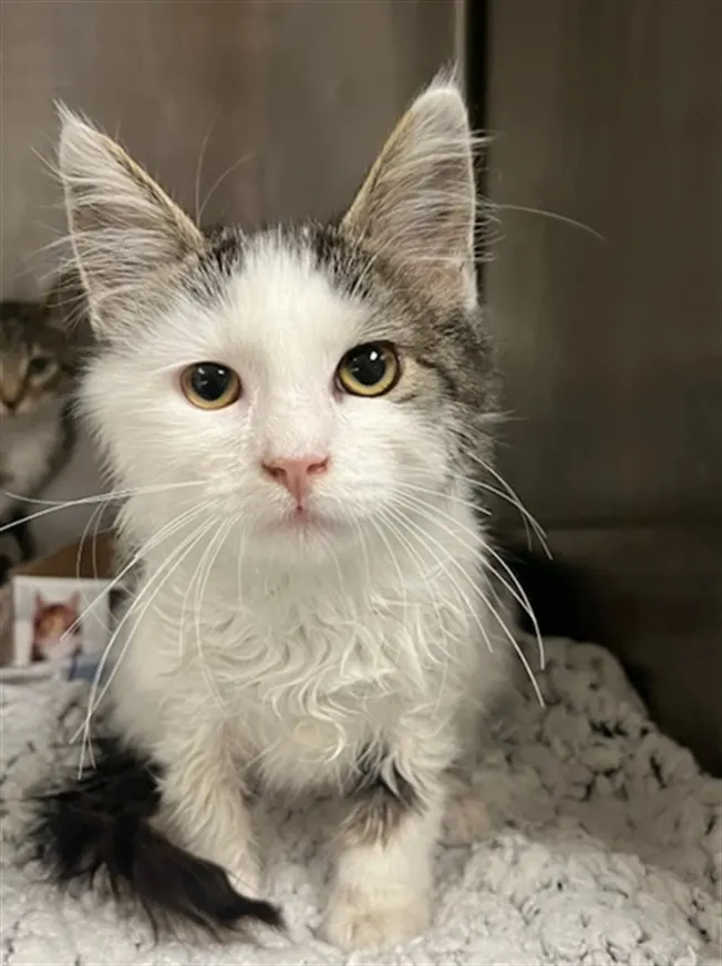 Adoptable Cat